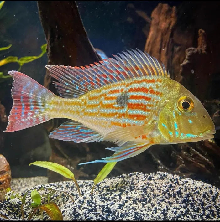 Geophagus Sveni 5cm