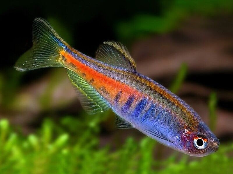 Glowlight Danio