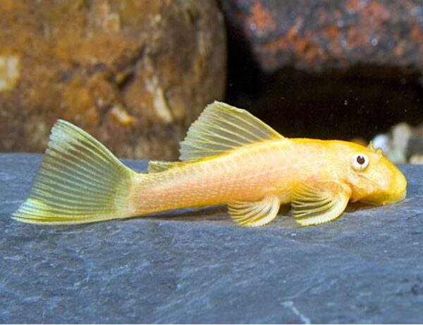 Gold Albino Pleco 5cm