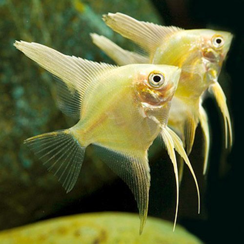 Gold Cap Angelfish 5cm