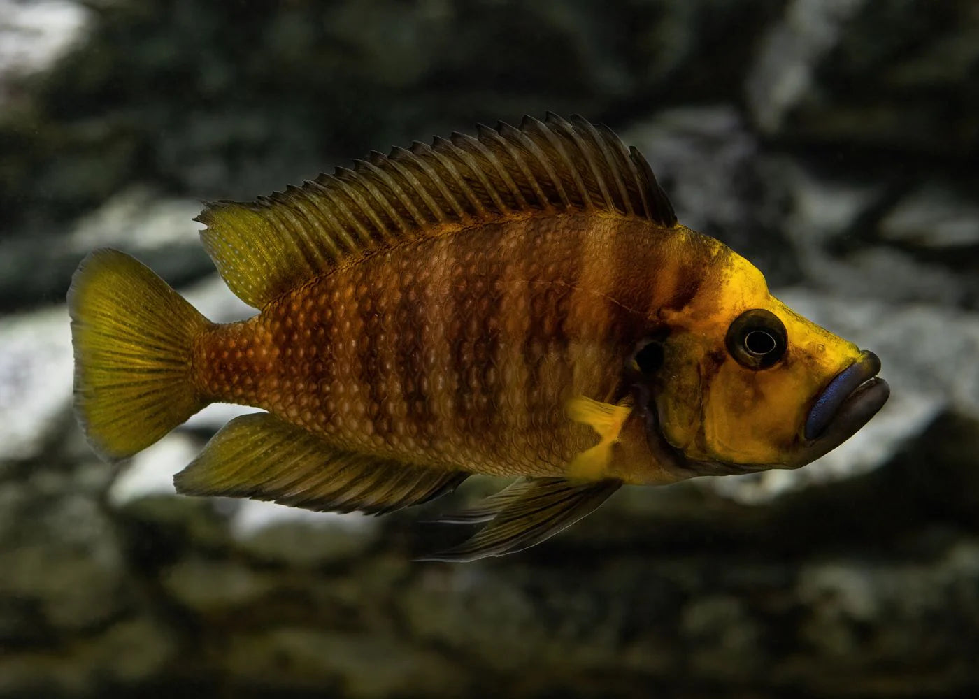 Gold Face Alto. Compressiceps 5cm