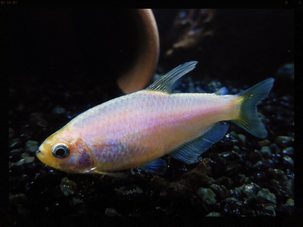 Gold Kerri Tetra