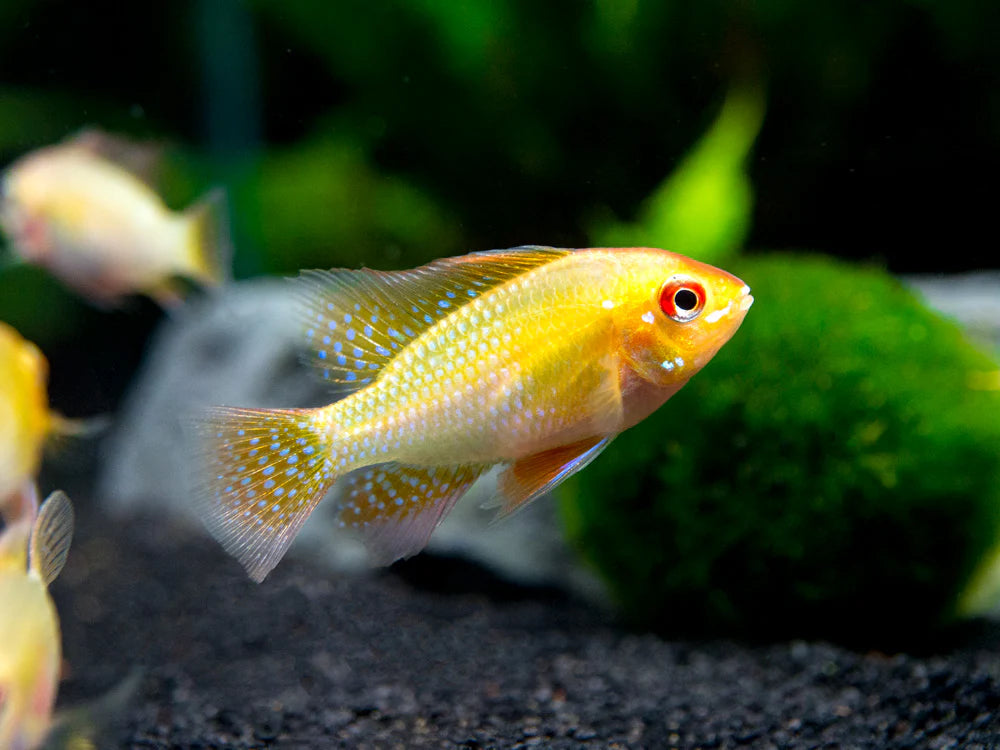 Gold Longfin Ram