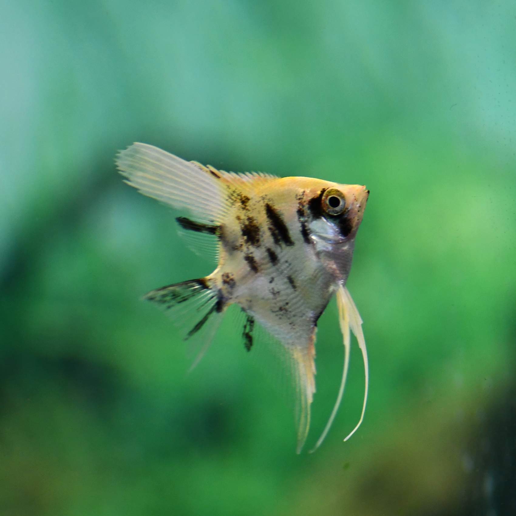 Gold Marble Angelfish 6cm