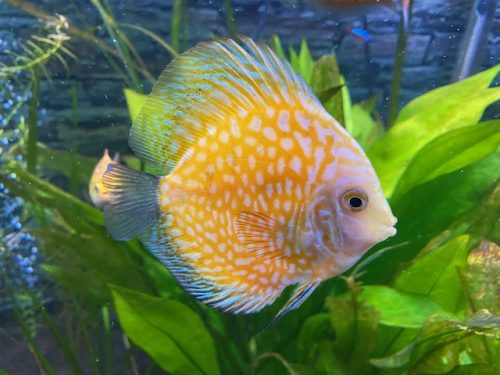 Gold Pearl Pidgeon Discus 10-14cm (MALAYSIAN IMPORT)