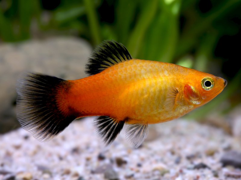 Neon Gold Platy