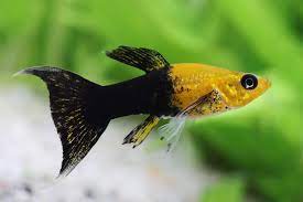 Golden Black Lyretail Molly