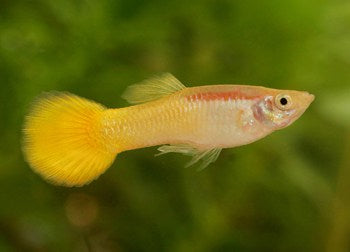 Gold Chest Male Guppy