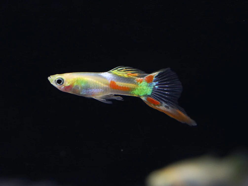 Lyretail Guppy Male
