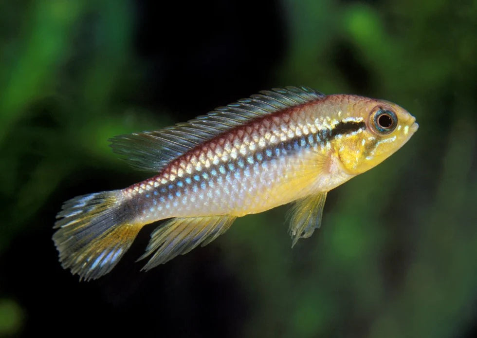 Golden Dwarf Cichlid Nannacara Anomala