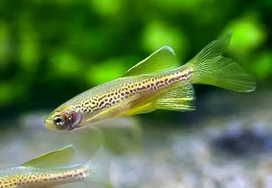 Gold Longfin Leopard Danio