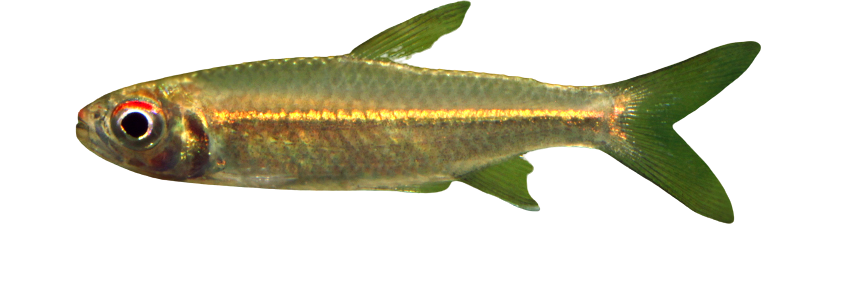 Albino Glowlight Tetra