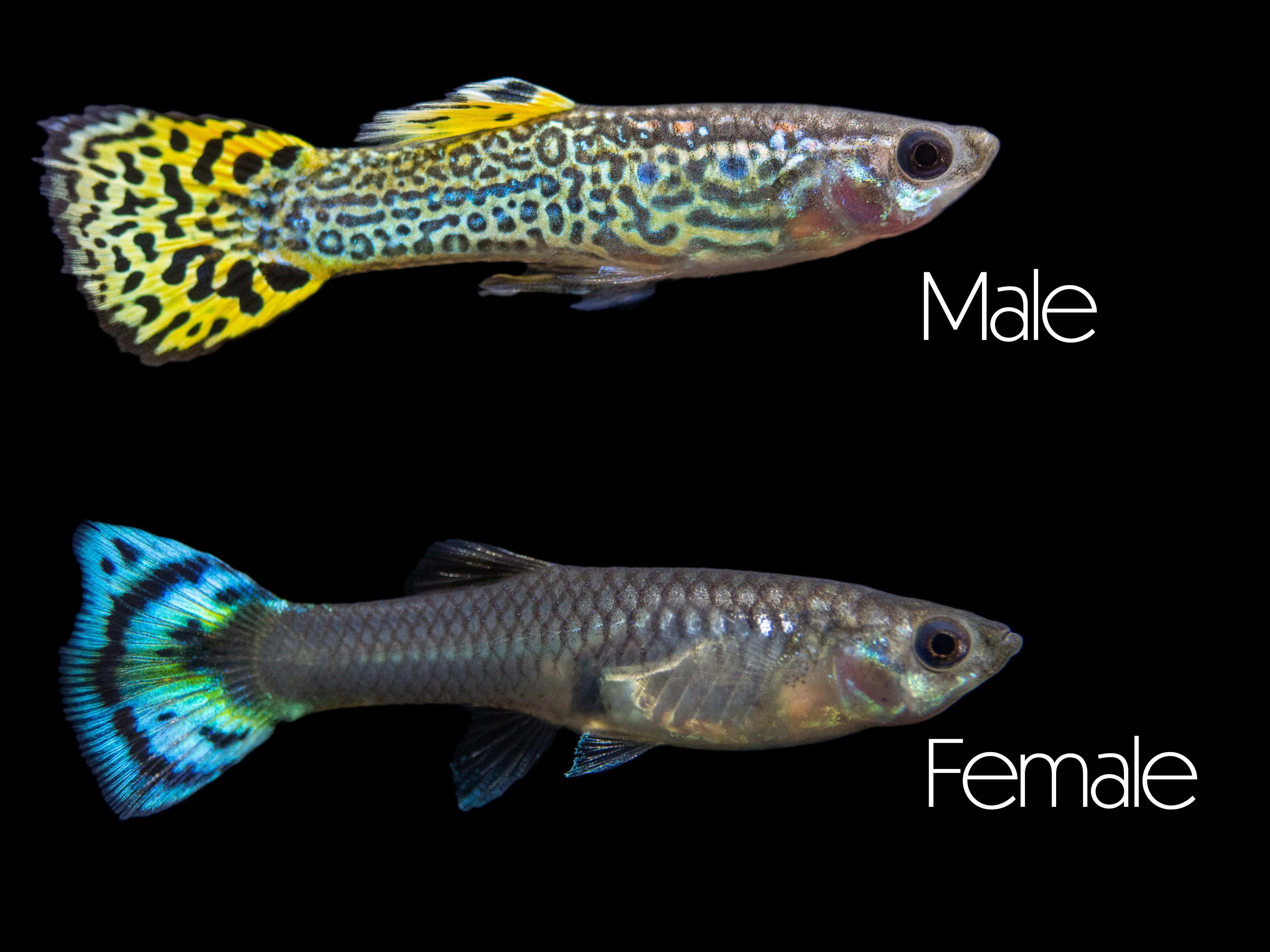 Green Cobra Guppy Female