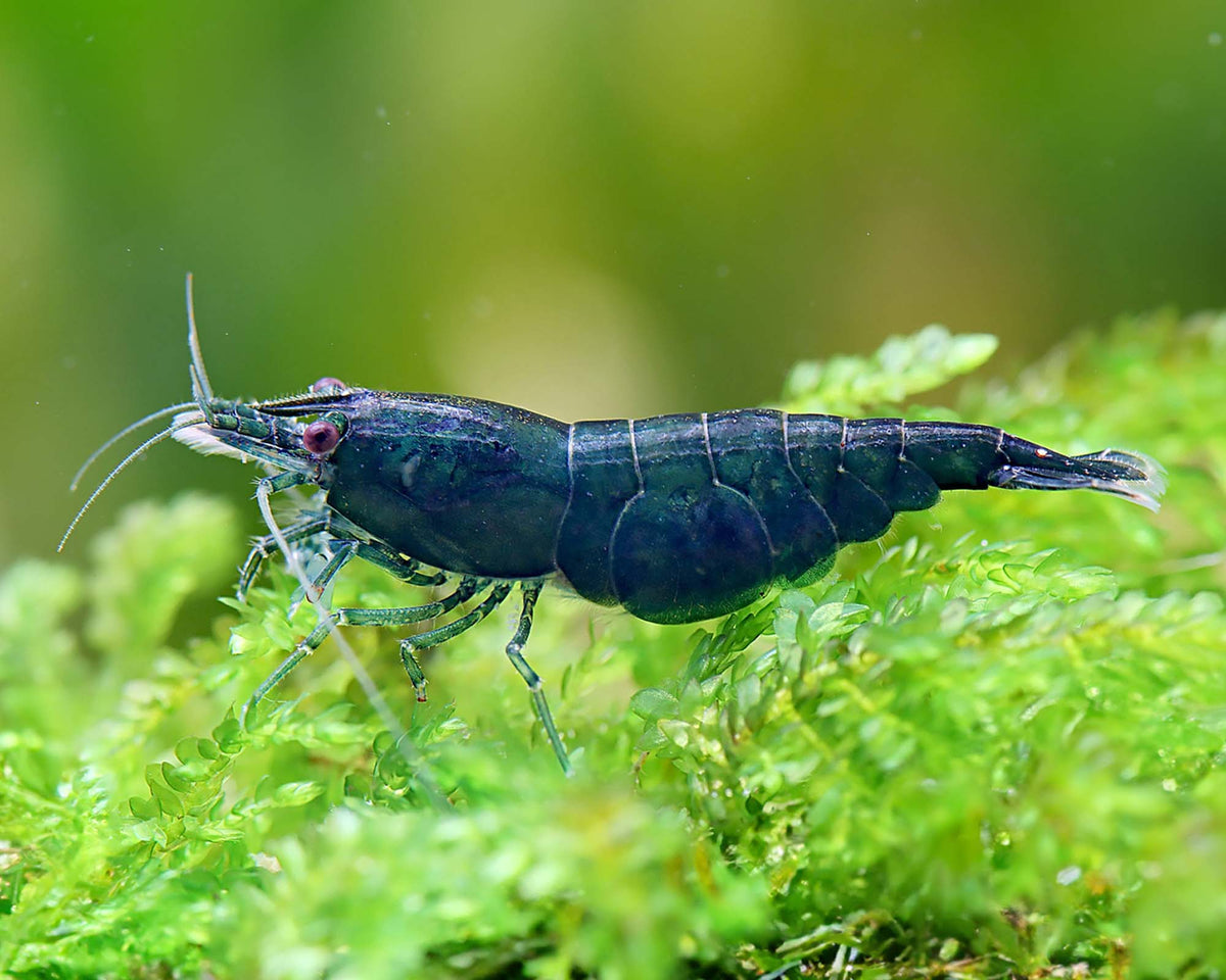 Green Jade Shrimp