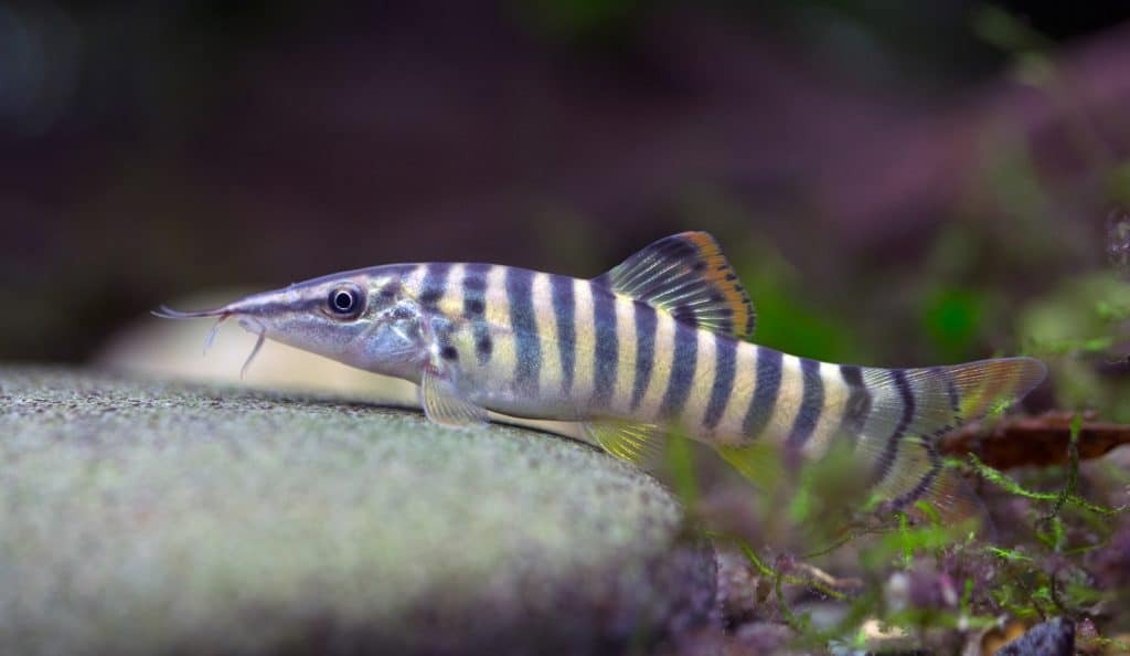 Green Tiger Loach