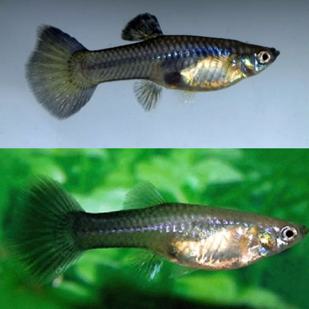 Moscow Blue Guppy Female