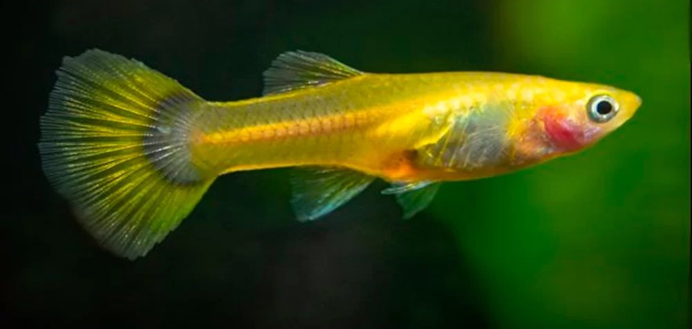 Blonde Endler Female