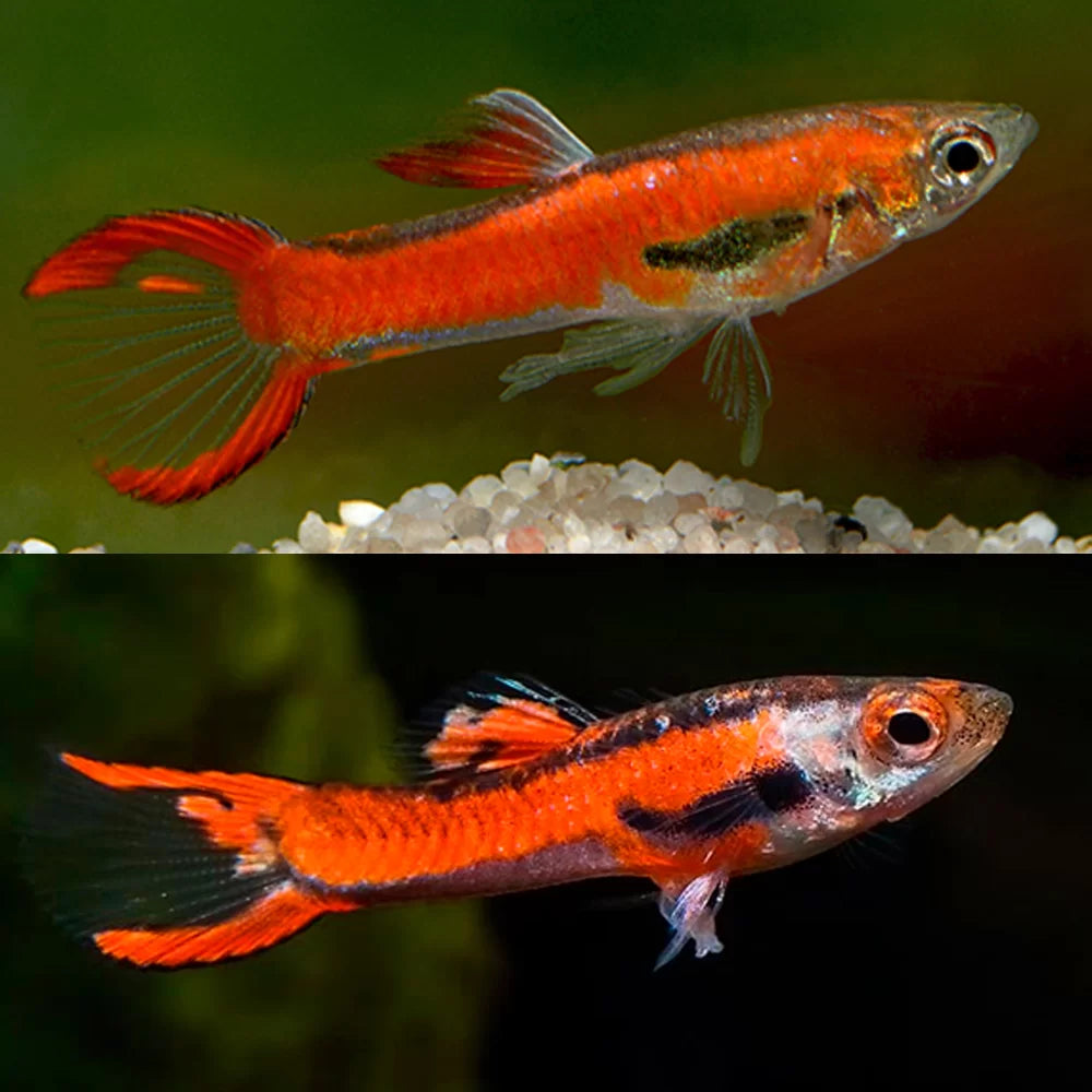 Chili Red Endler Male