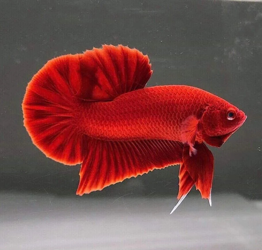 HMPK Super Red Male Betta