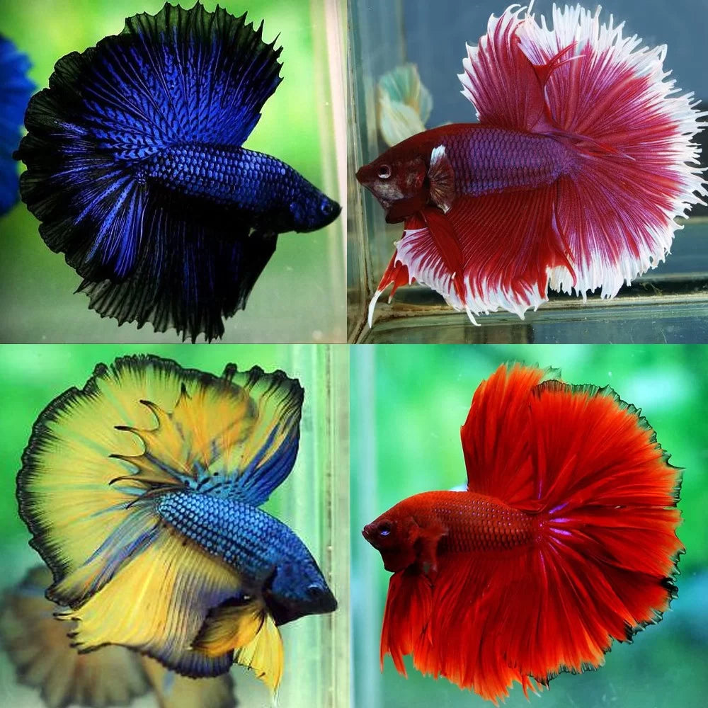 AAA grade Male Betta Assorted Halfmoon