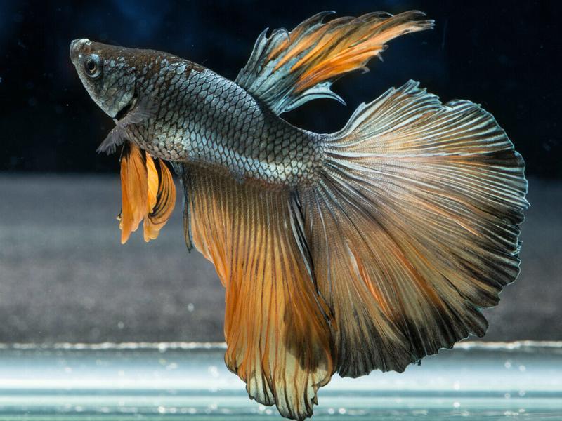 Halfmoon Bumblebee Male Betta