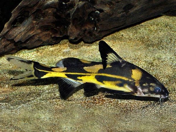 Harlequin Marble Lancer Catfish