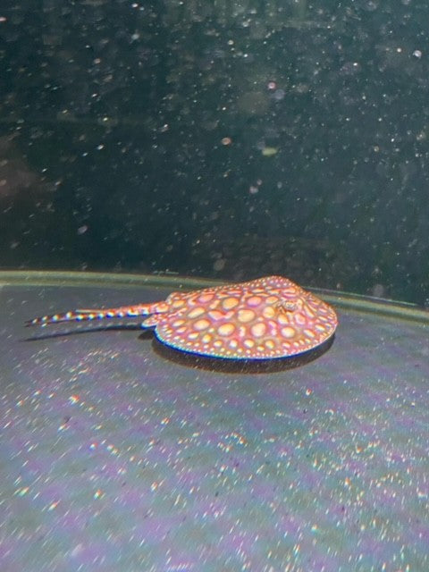 Het Albino x Black Diamond Stingray 12cm (Male)