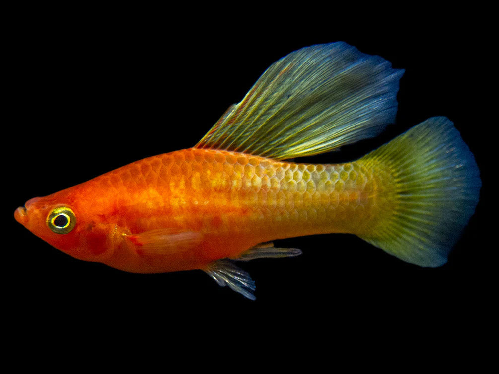 Assorted Hi Fin Platy
