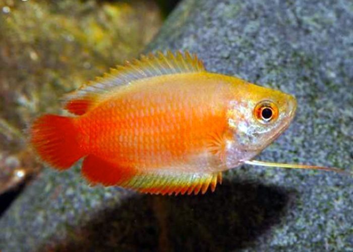 Honey Dwarf Red Gourami 5cm