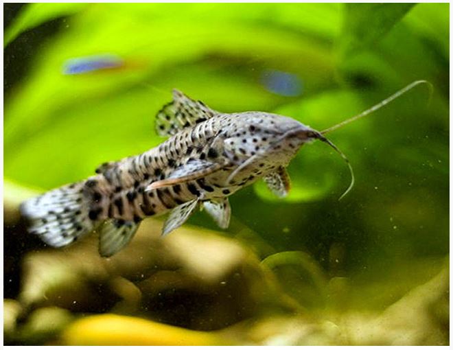 Hoplo Catfish XL