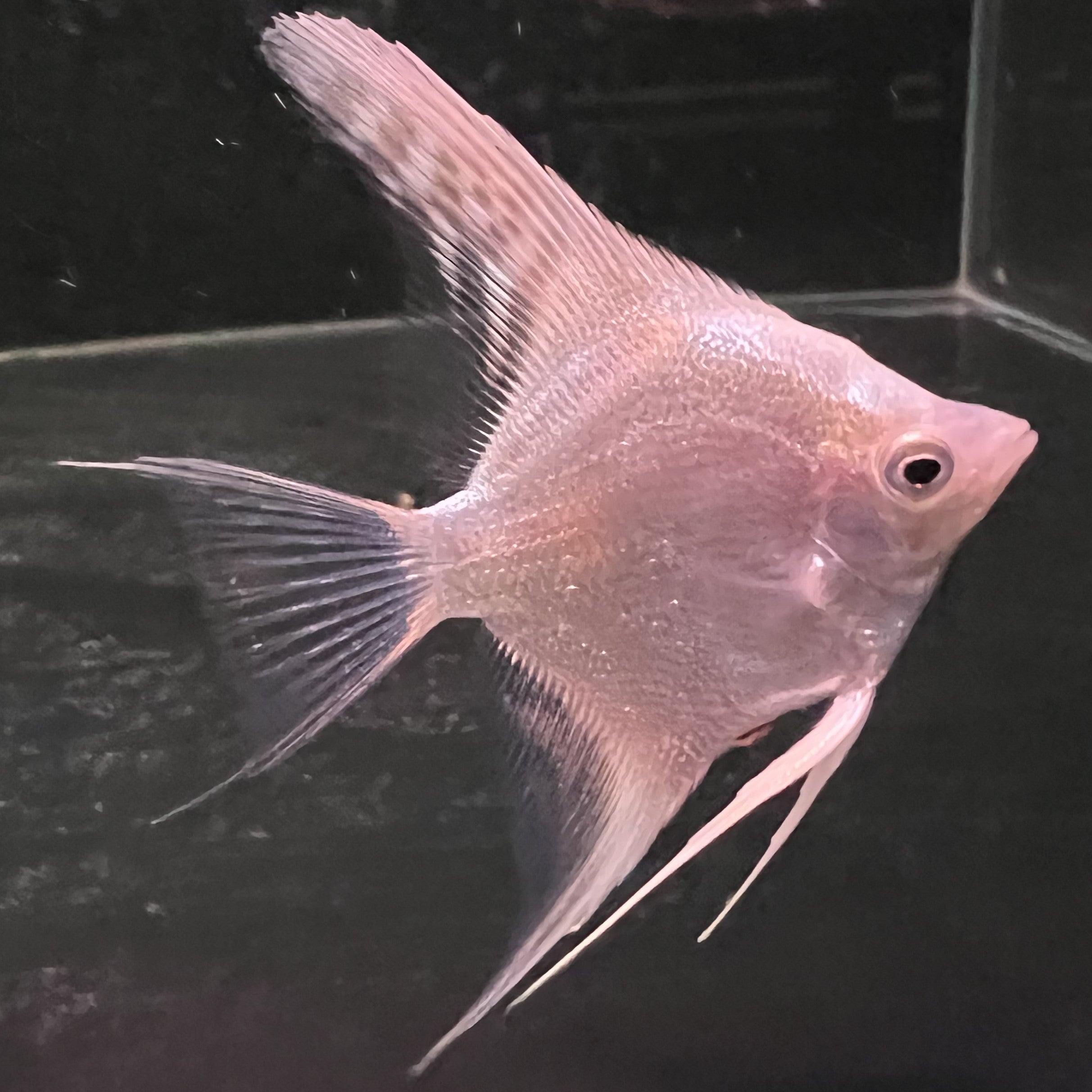 Platinum Angelfish 5cm