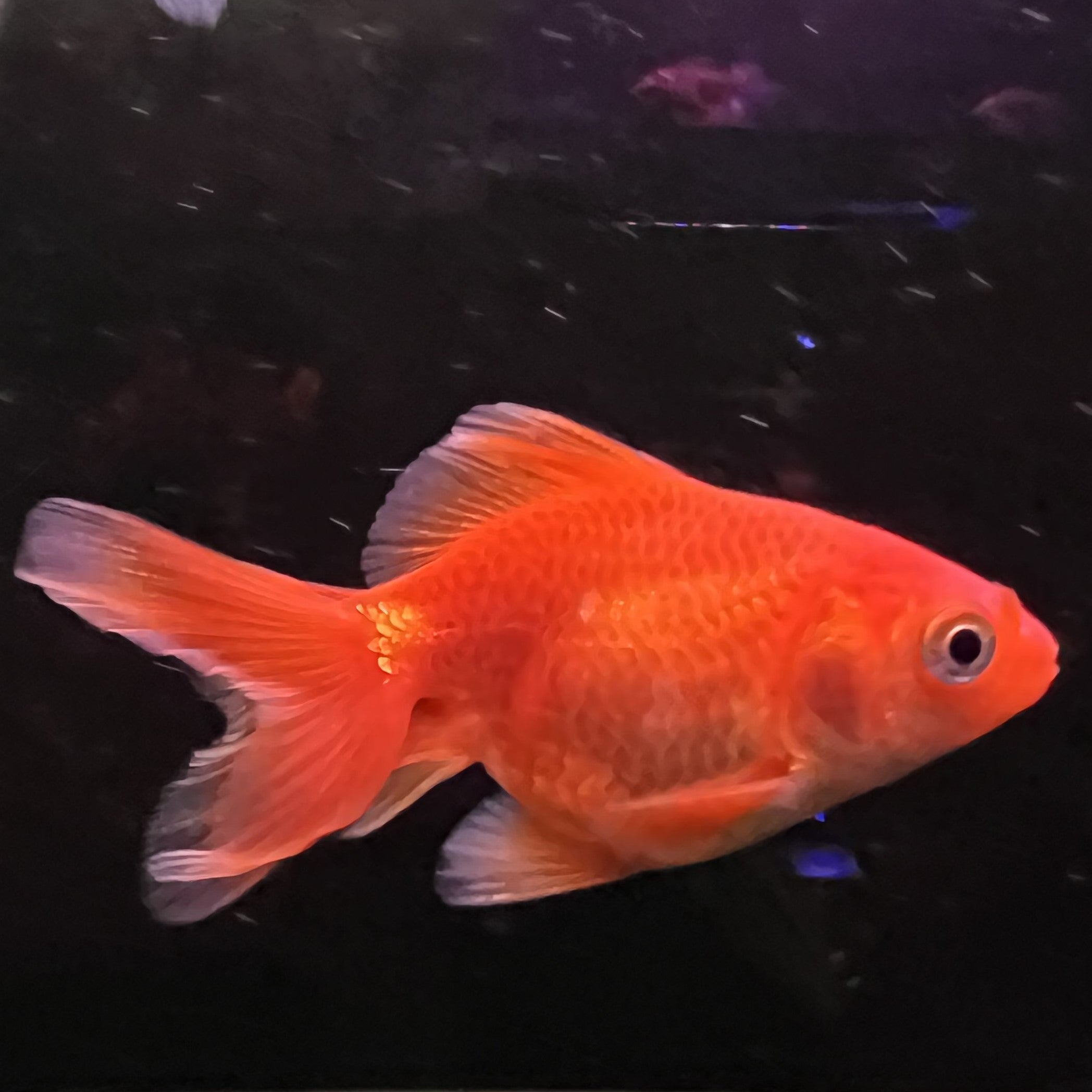 Assorted Ryukin 5cm