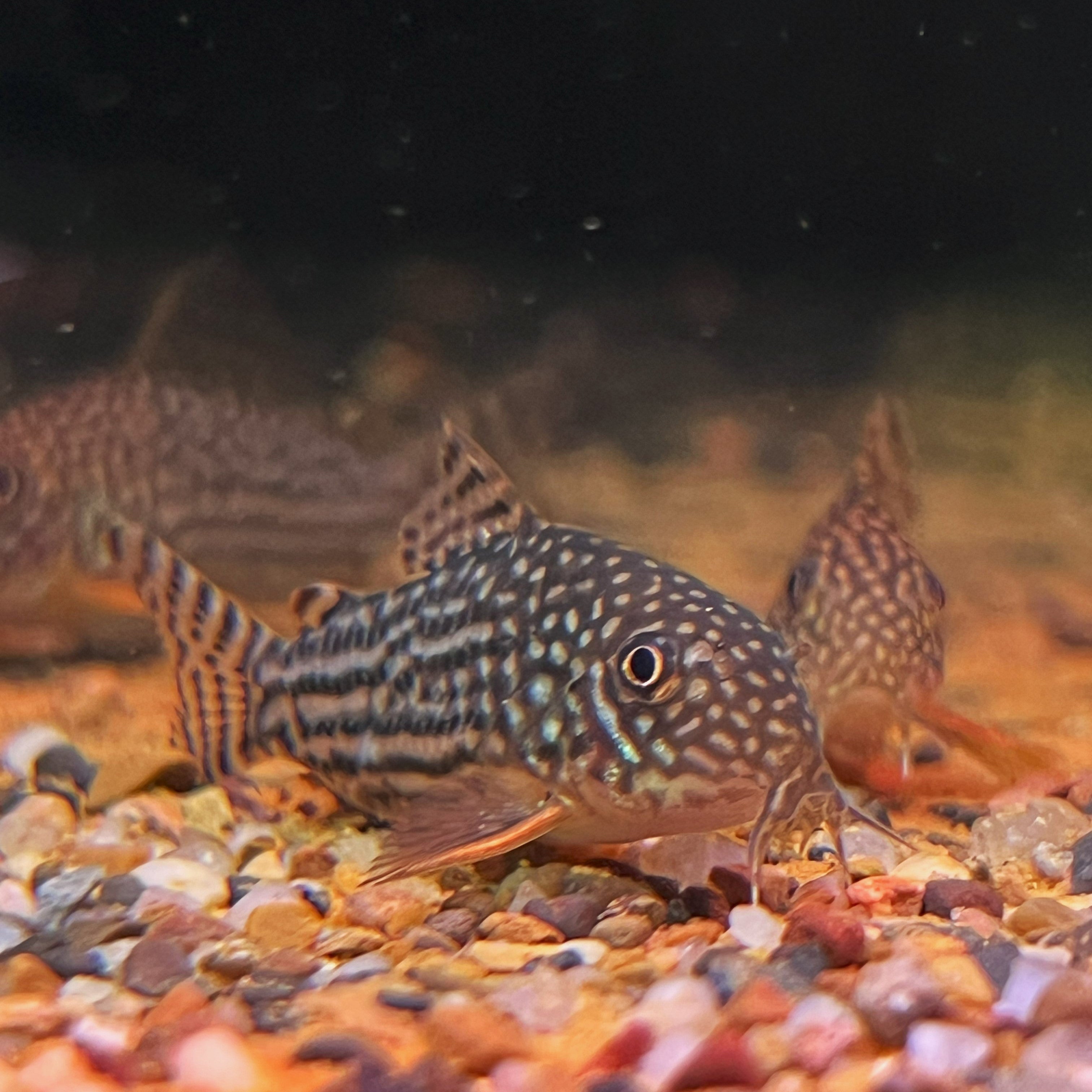 Corydoras Sterbai