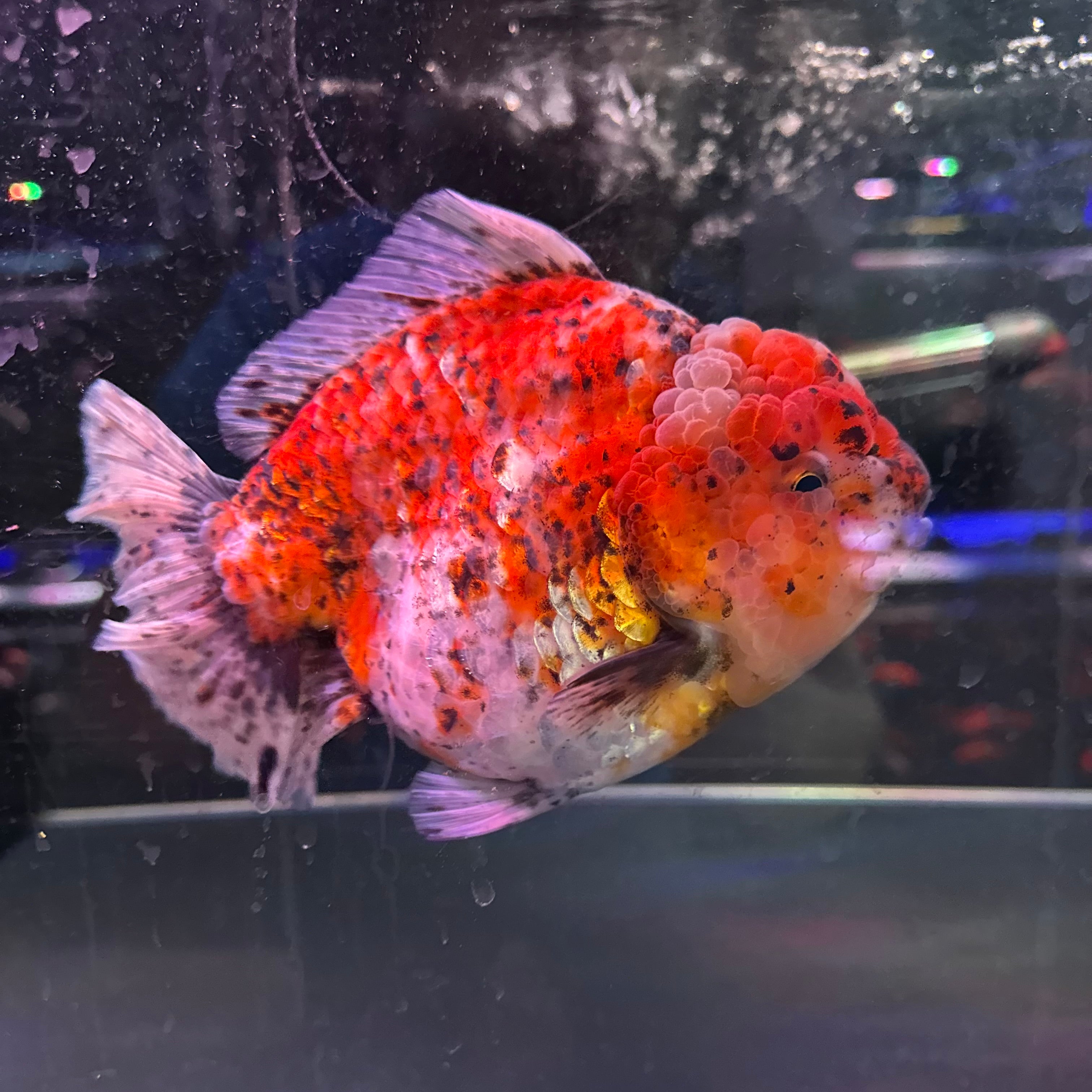 A GRADE Thai Shortbody Oranda 15cm