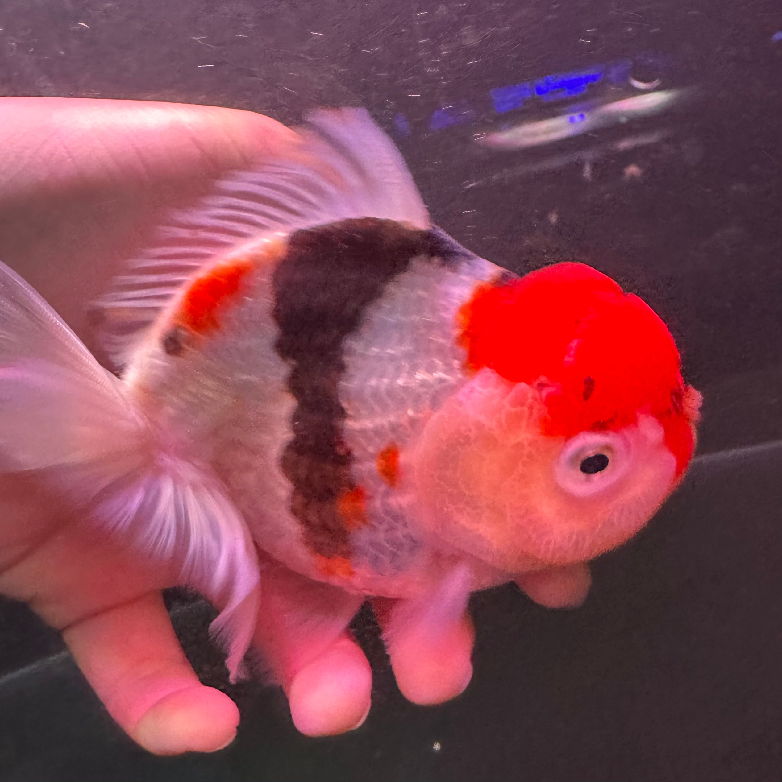 A Grade Tricolour Oranda 12cm