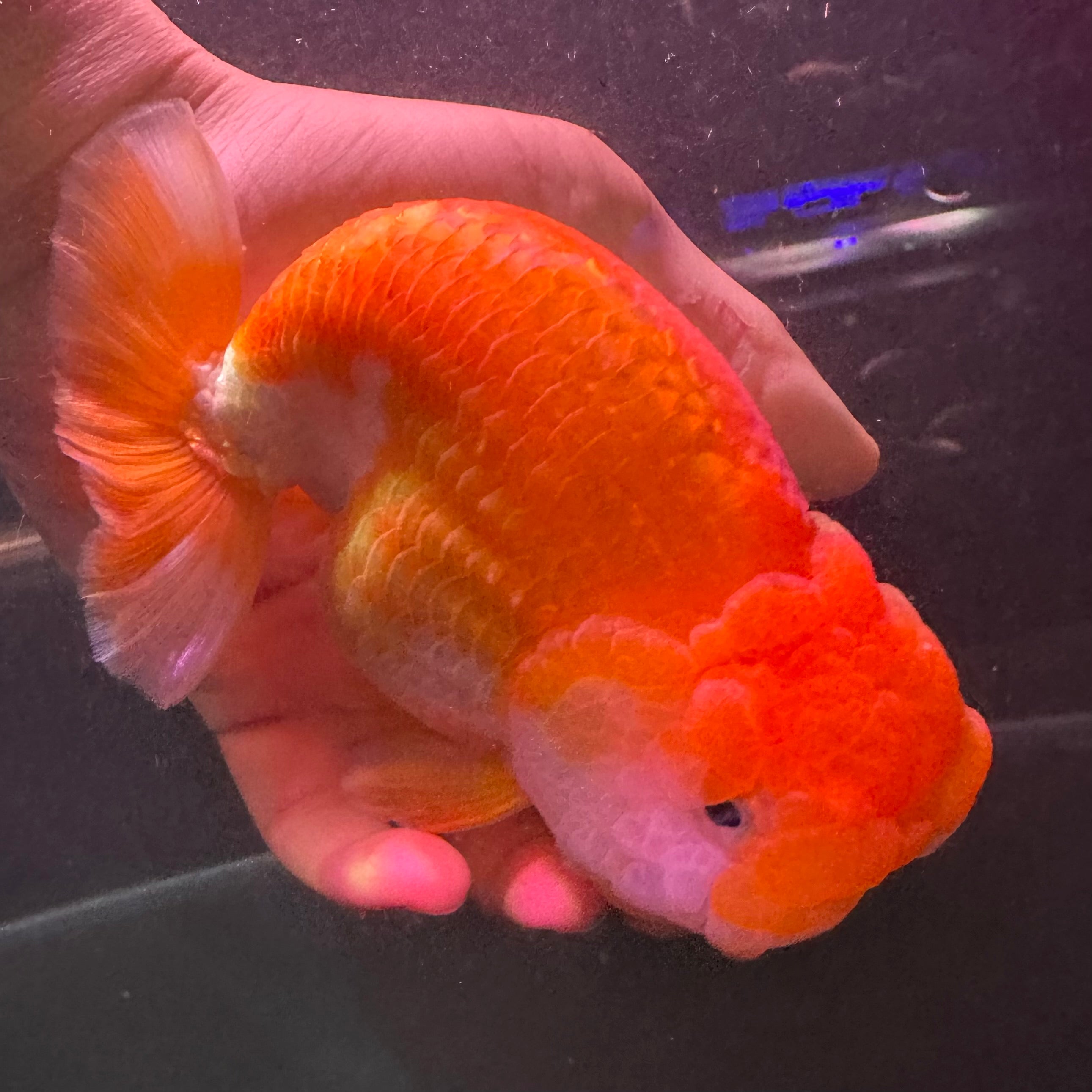 Assorted Ranchu 10cm