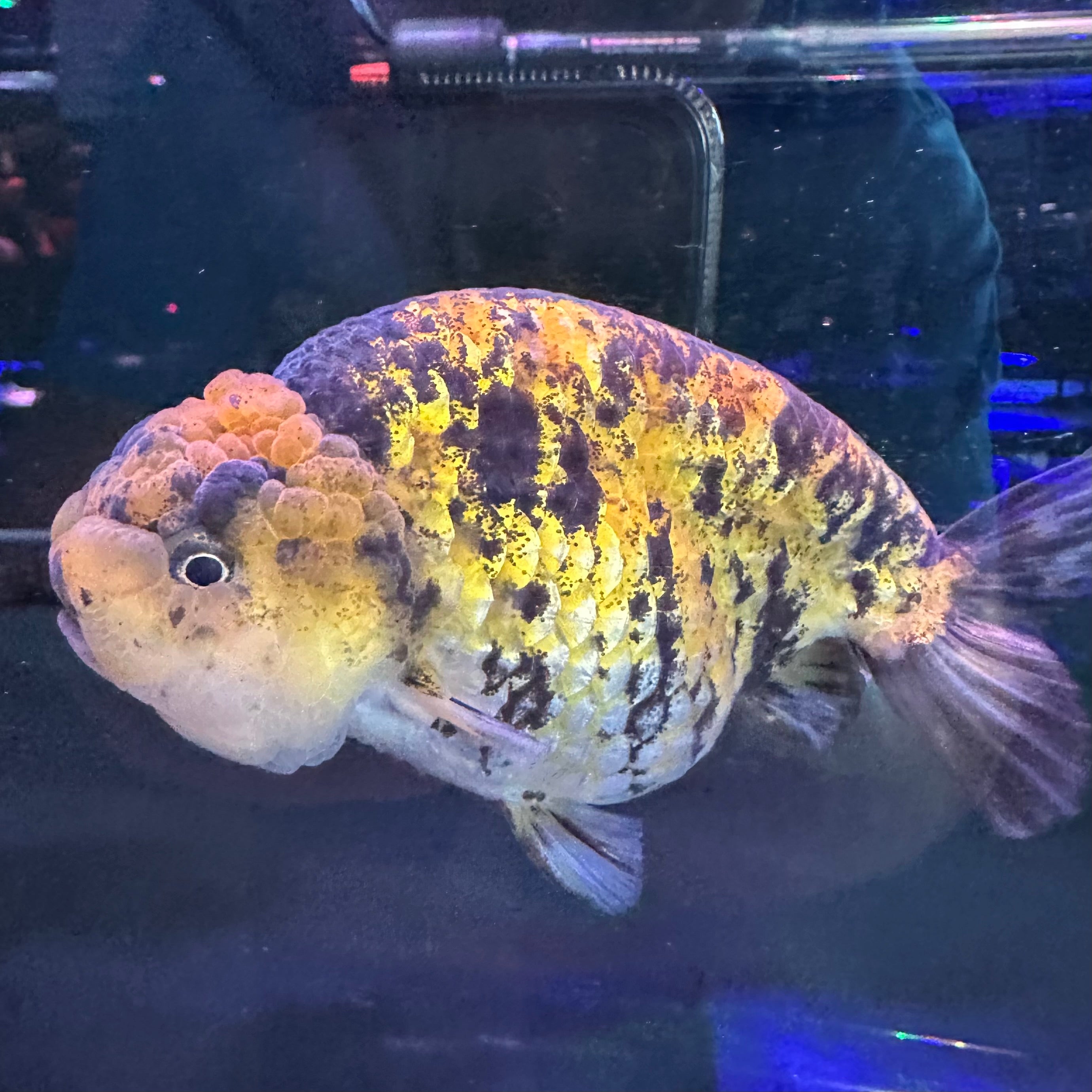 Calico Ranchu 10cm