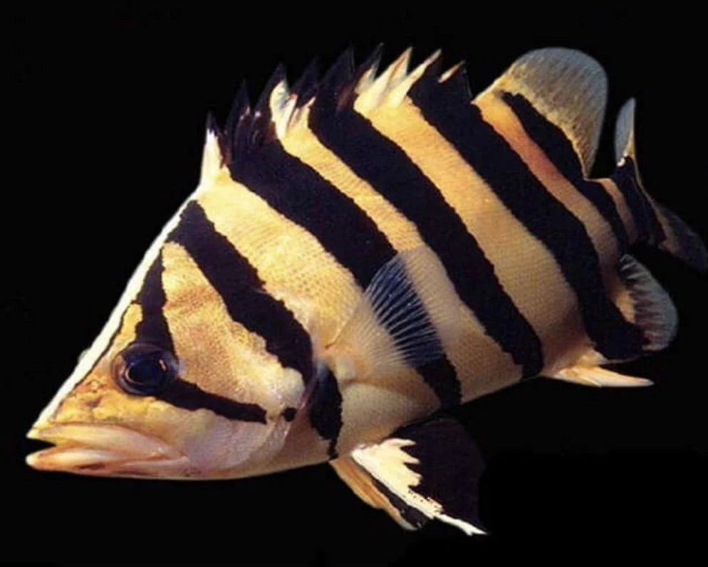 Sumatra Datnoid 5cm