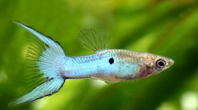 Japan Blue Double Sword Tail Snakeskin Guppy F