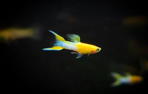 Alan Bias Swordtail Endler Guppy Pair