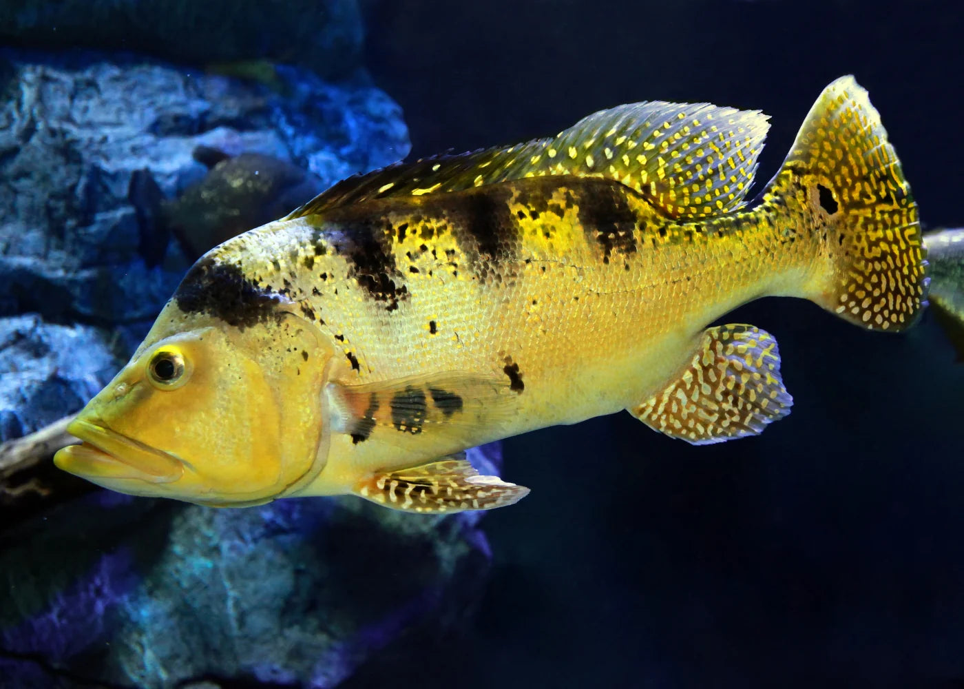 Mono Peacock Bass 8cm