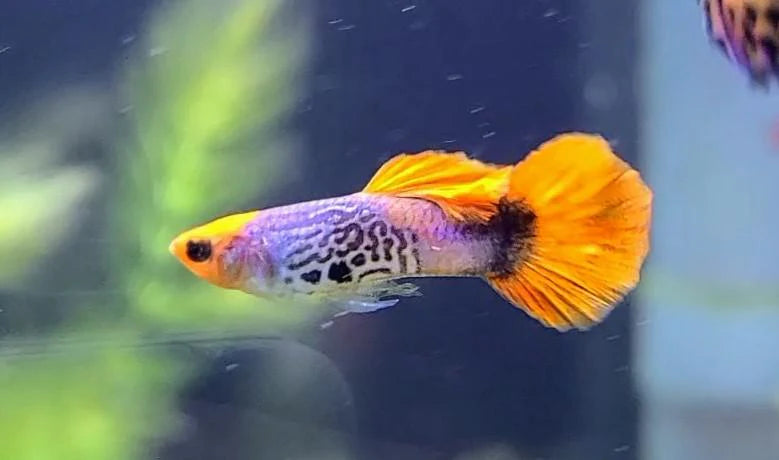 Koi Cobra Male Guppy
