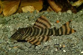 L002 Tiger Pleco Adult