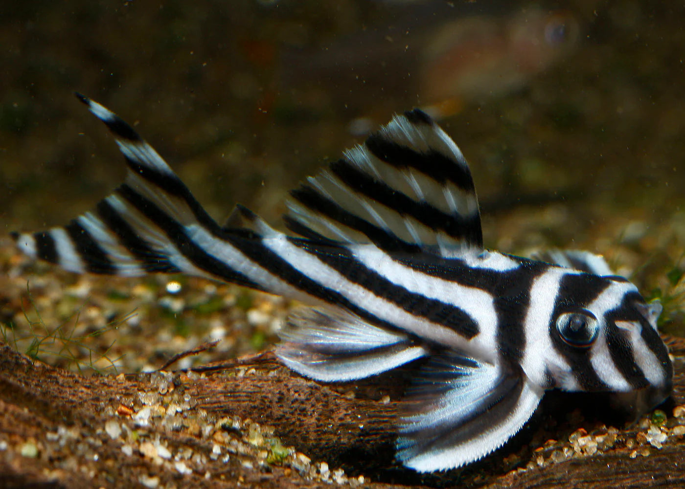 L046 Zebra Pleco 6cm