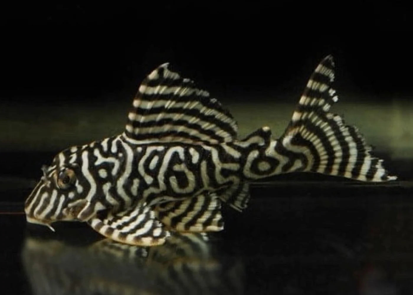 L066 King Tiger Pleco 4cm