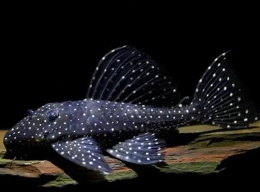 L097 Polka Dot Cactus Pleco
