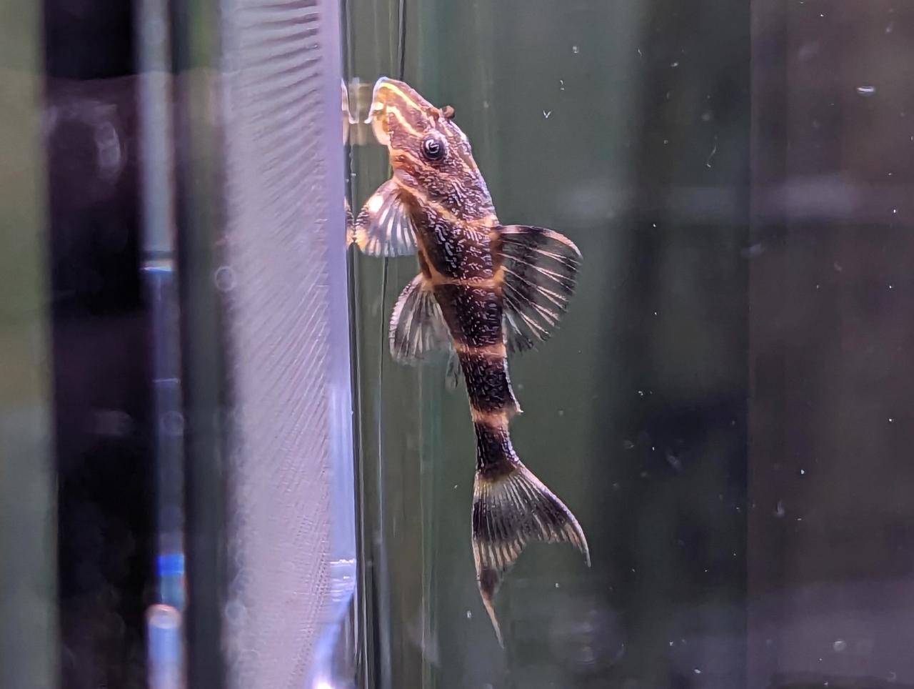 L104 Clown Pleco Nature Aquariums