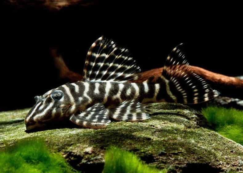 L129 Colombian Zebra Pleco 4cm