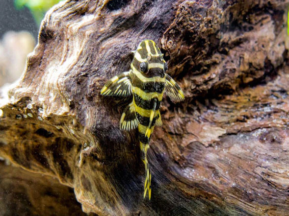 L134 Leopard Frog Pleco 4cm