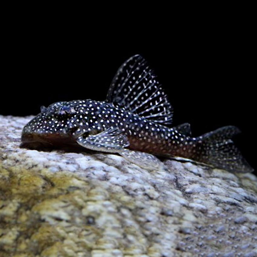 L136 Demini Angelicus Pleco 5cm